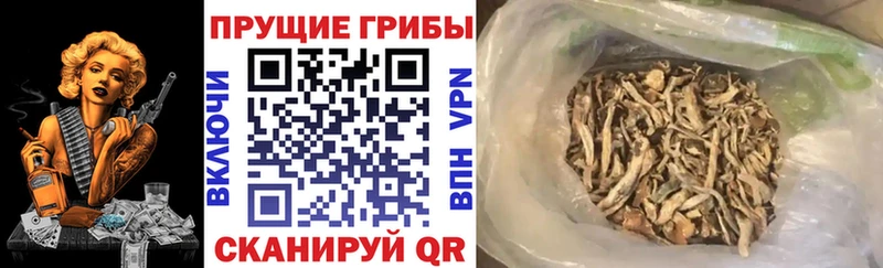 Псилоцибиновые грибы прущие грибы  Киржач 